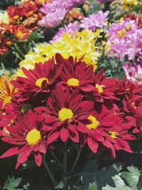 Close-up of flowers blooming outdoors