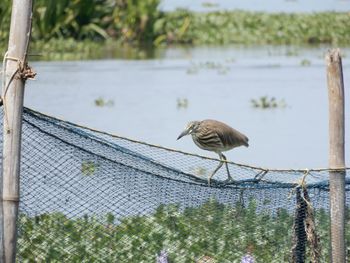 Bird perching on fishing net and wooden post in kerala, india.