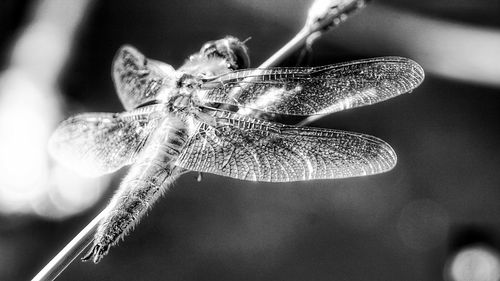 Close-up of insect