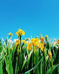 Close-up of yellow flowers in field against clear blue sky