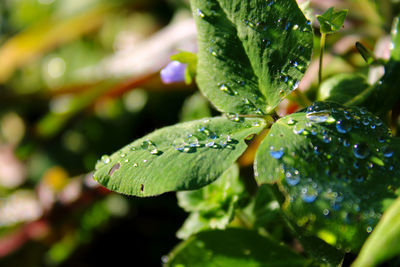 Close-up of wet plant leaves during rainy season