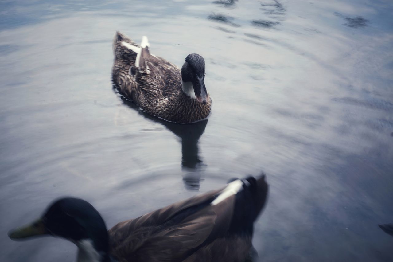 TWO DUCKS SWIMMING IN LAKE