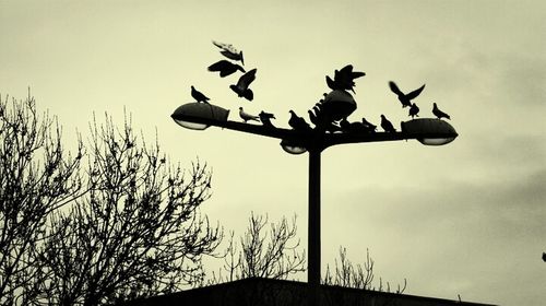 Low angle view of birds in flight