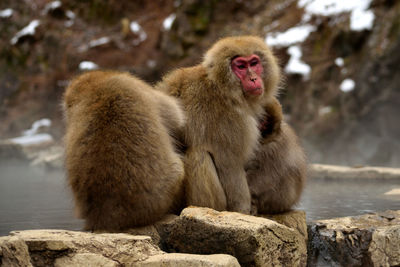 Monkeys sitting on rock