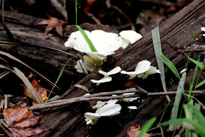 Close-up of white mushrooms