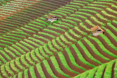 High angle view of a field