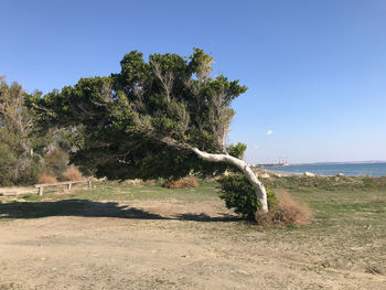 Tree by sea against clear sky