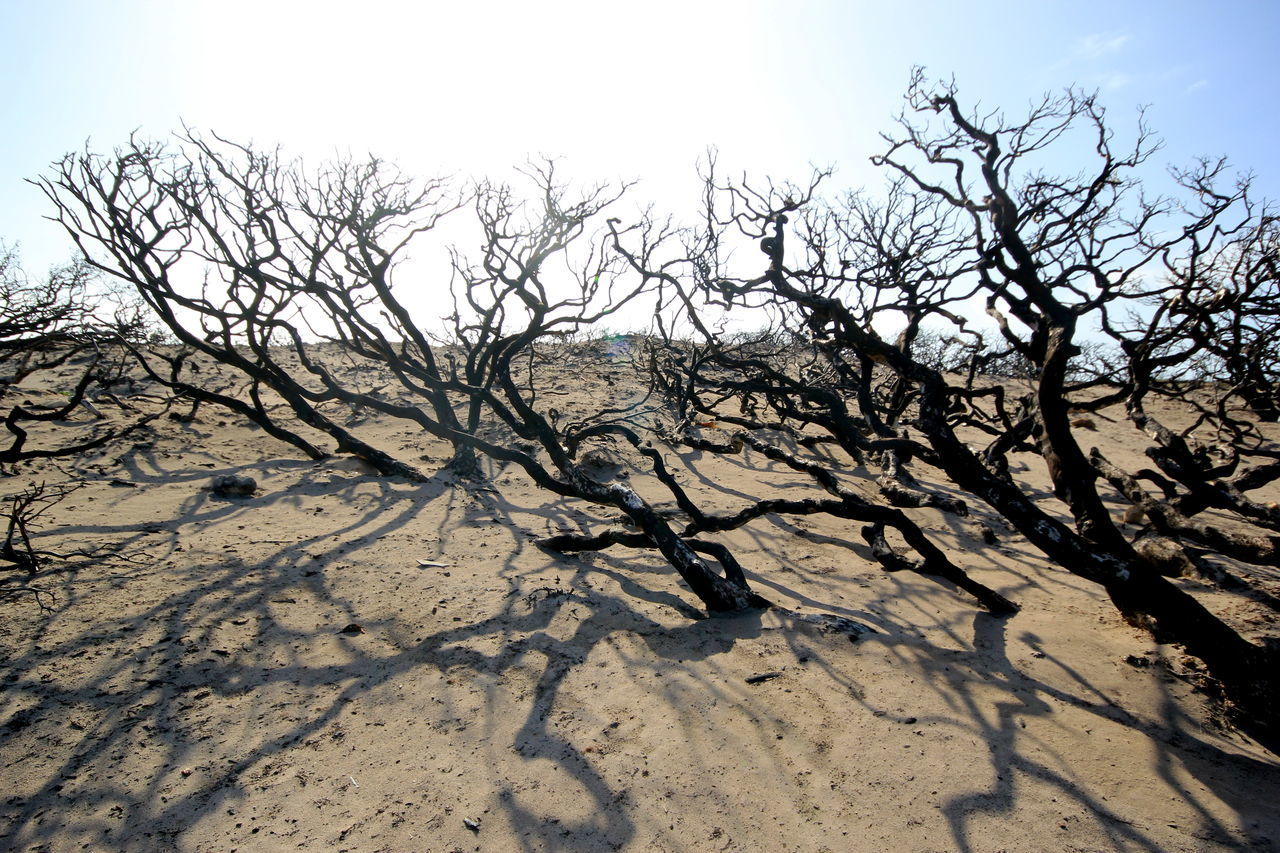 BARE TREE ON DRY LAND