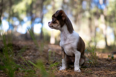 Portrait of dog standing on field