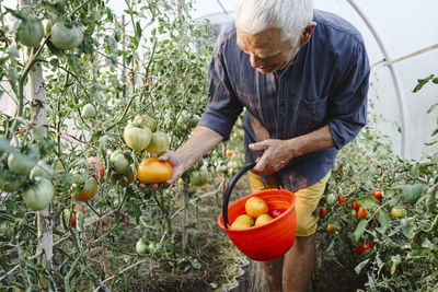 Senior man picking ripe tomatoes in bucket