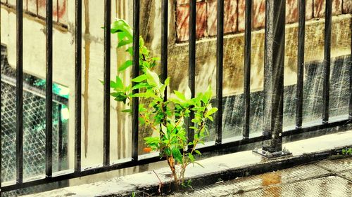 Close-up of ivy on plants