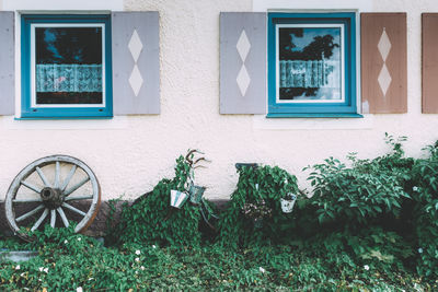 Plants growing on old bicycle against house