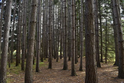 Trees in forest