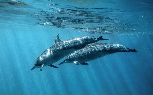 Close-up of swimming in sea