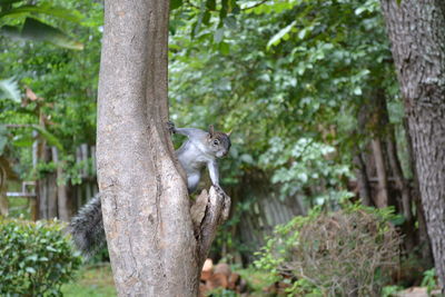 Squirrel on tree trunk in forest