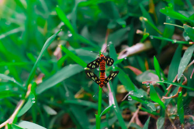 High angle view of butterfly on leaf