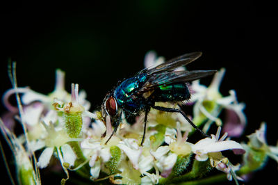 Close-up of butterfly on flower
