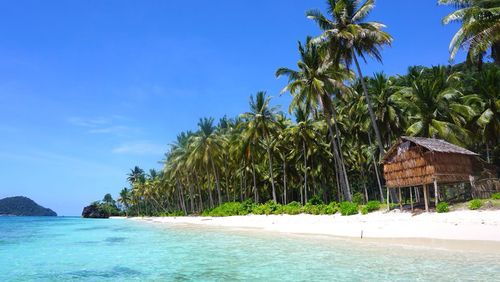 Palm trees on beach