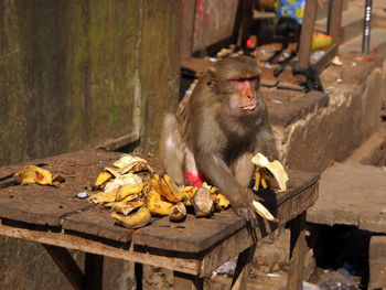 Monkey holding banana on table