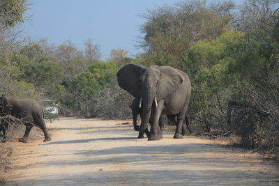 Elephant standing by trees on landscape against sky