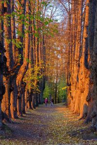 People walking on footpath amidst trees in forest during autumn