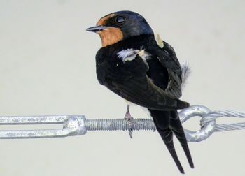 Close-up of bird perching on metal