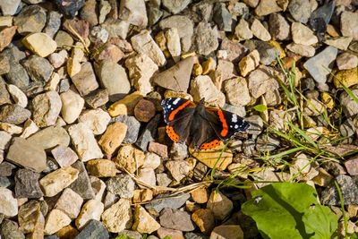 High angle view of butterfly on rock