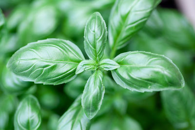 Close-up of fresh green leaves