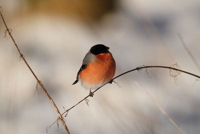 Close-up of bird perching on twig