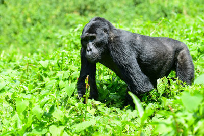 Chimpanzee amidst plants