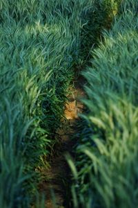 High angle view of a field