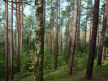Pine trees in forest