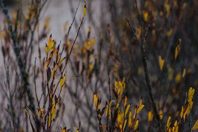 Close-up of yellow flowering plant on field