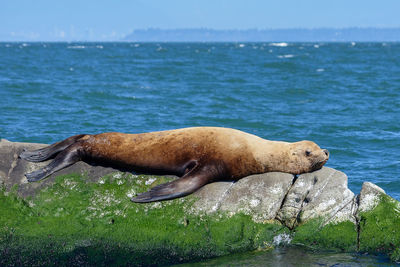 View of sea lion in sea