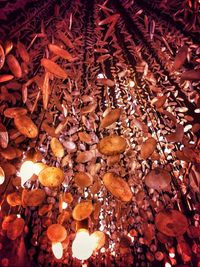 Full frame shot of leaves