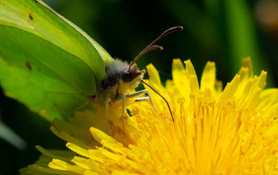 Close-up of butterfly pollinating on yellow flower