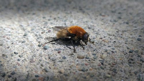 Close-up of insect