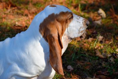 Close-up of dog on field