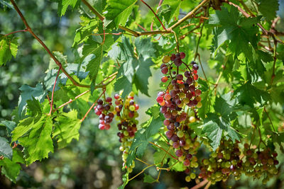 Close-up of berries on tree