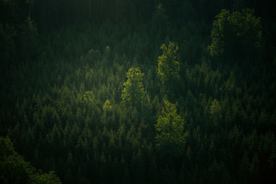 View of pine trees in forest