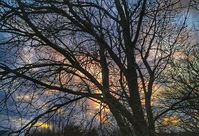 Low angle view of silhouette tree against sky