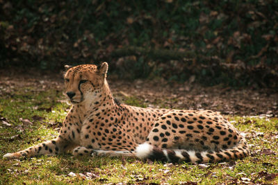 View of a cat resting on field