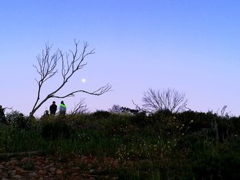 Bare trees on field against clear sky