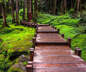 Narrow wooden walkway along trees in forest