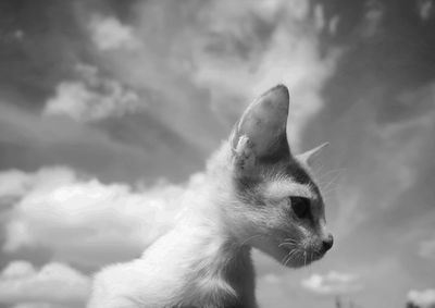 Close-up of a cat looking away