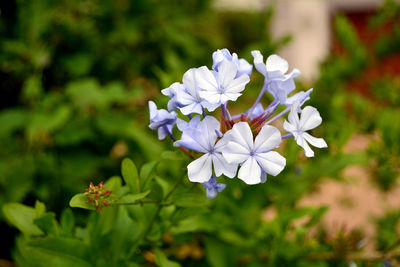 Close-up of purple flowers blooming outdoors