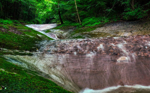 Scenic view of waterfall in forest