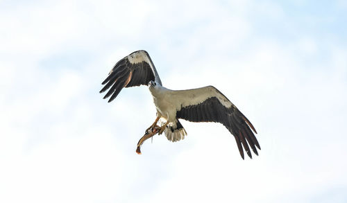 Low angle view of eagle flying against sky