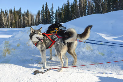 Dog on snow covered land