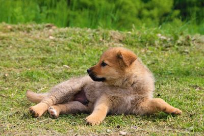 View of a dog resting on field